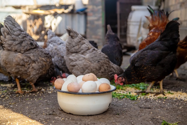 Pollos en la granja y huevos en un tazón.