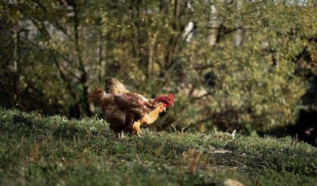 Foto pollos en la granja pastando en el prado agricultura ecológica retorno del concepto de la naturaleza pollo hermoso en un patio rústico verde cría de aves