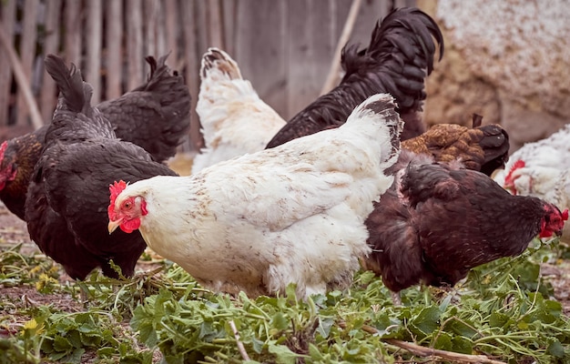 Pollos en una granja tradicional.