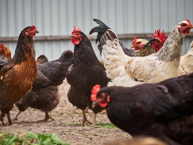 Pollos en una granja tradicional