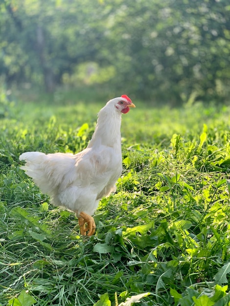 los pollos en la granja