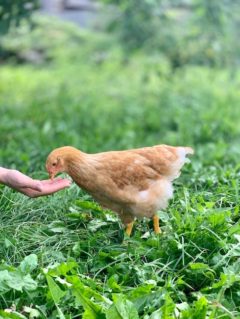 los pollos en la granja