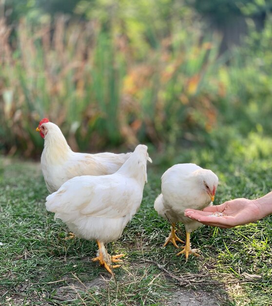 los pollos en la granja