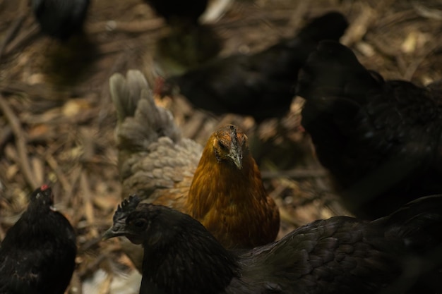 pollos inusuales en una jaula pollos rojos y negros