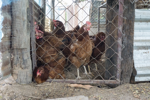 Pollos en jaula. Gallina en granja rural. tailandia