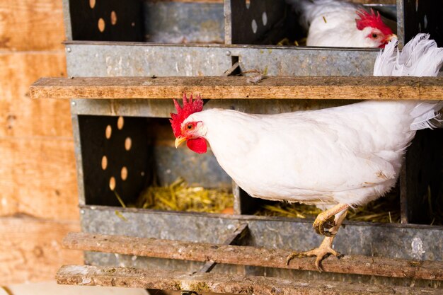 Foto pollos libres en granja orgánica.