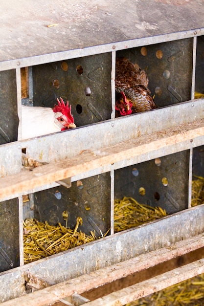 Pollos libres en granja orgánica.