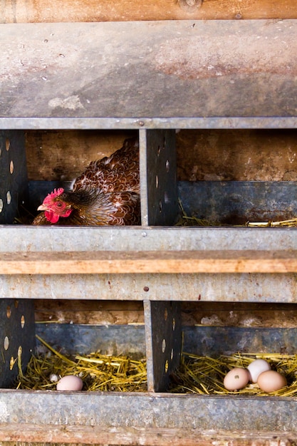 Foto pollos libres en granja orgánica.