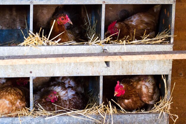 Foto pollos libres en granja orgánica.