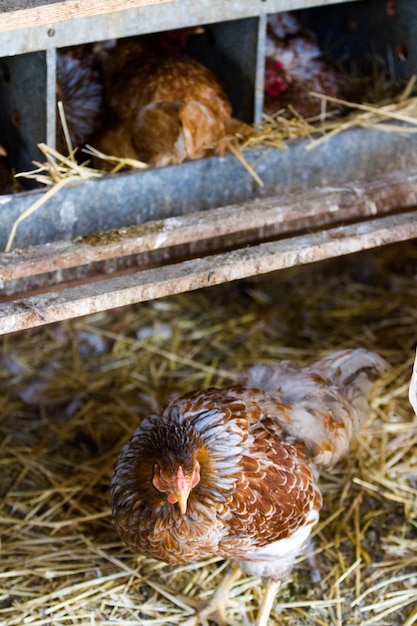 Foto pollos libres en granja orgánica.