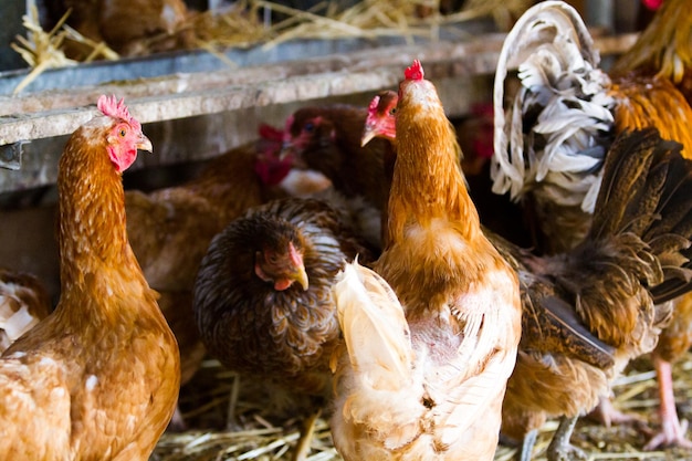 Pollos libres en granja orgánica.