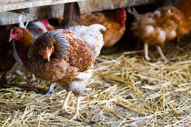 Pollos libres en granja orgánica.