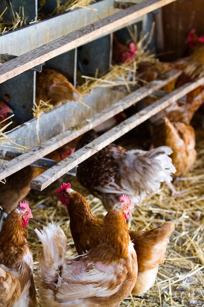 Pollos libres en granja orgánica.