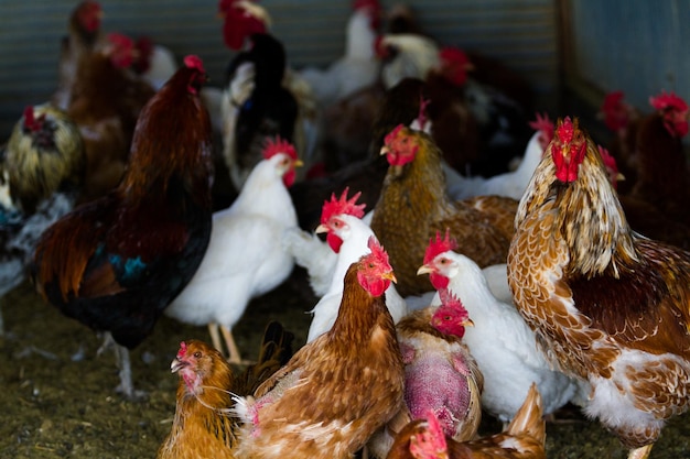 Pollos libres en granja orgánica.