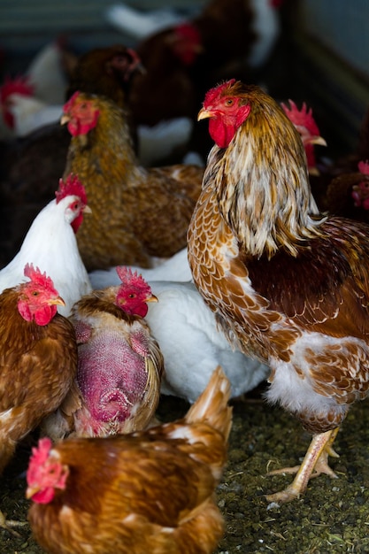 Pollos libres en granja orgánica.