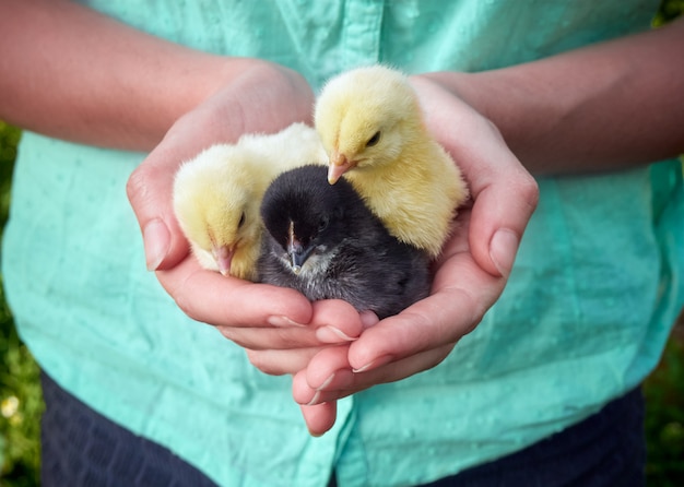 Foto pollos en las manos.