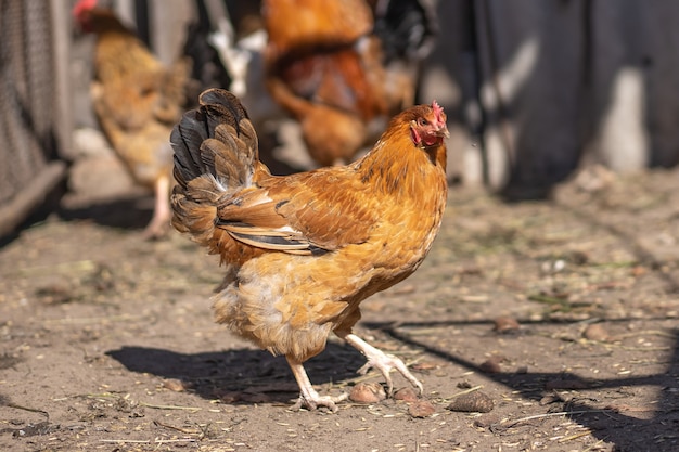 Pollos marrones en el corral