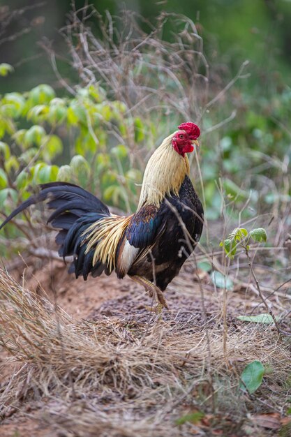 Los pollos nativos tailandeses son popularmente criados de acuerdo con la naturaleza