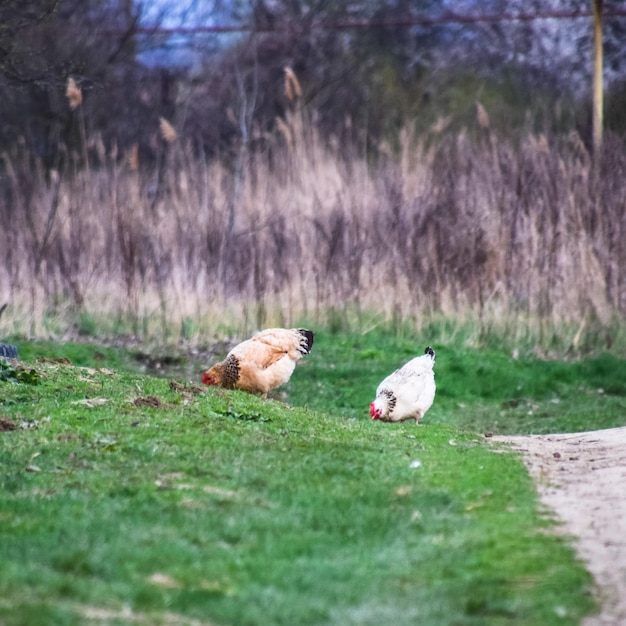 Foto los pollos pastan detrás de la valla en el camino las gallinas pastan en el