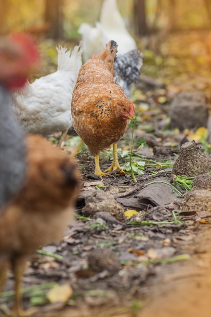 Pollos pastando en el campo Las gallinas se alimentan de corral en un día soleado