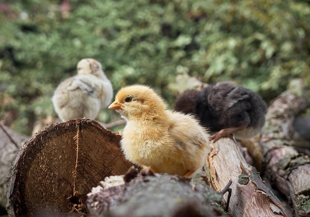 Pollos pequeños en el fondo.