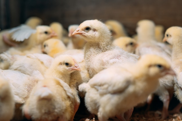 Pollos de pollo de engorde en la granja avícola.