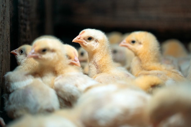 Pollos de pollo de engorde en la granja avícola.