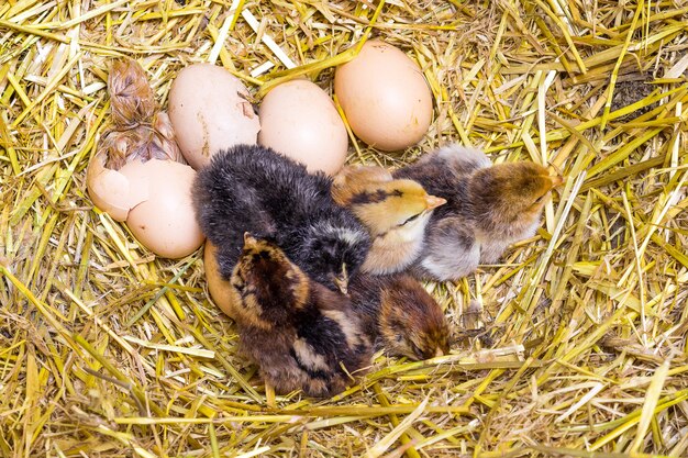 Foto pollos recién nacidos en un nido de paja en una granja