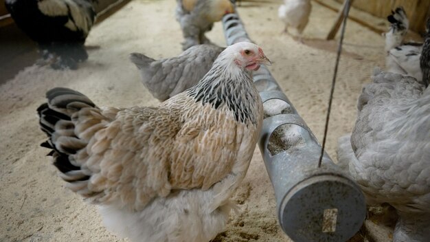 Foto pollos rojos domésticos en el interior de una granja de aves de corral en invierno