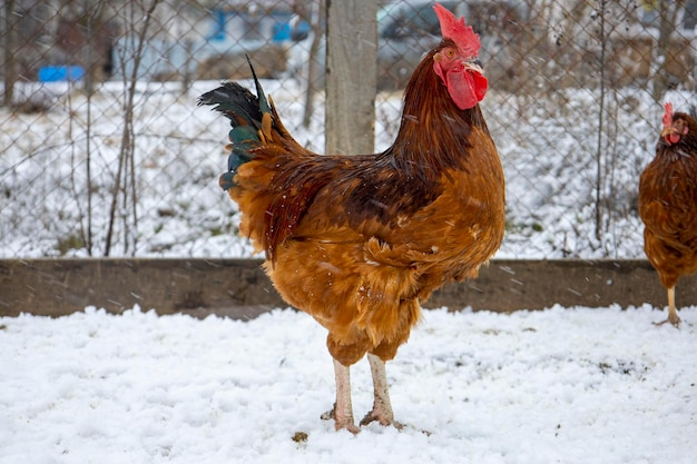 Pollos rojos en el suelo cubierto de nieve.