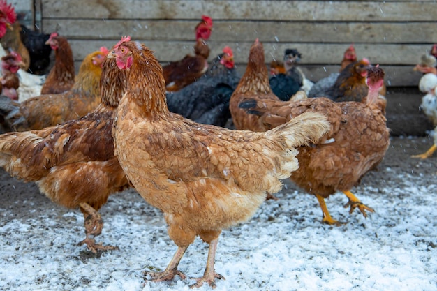 Pollos rojos en el suelo cubierto de nieve.