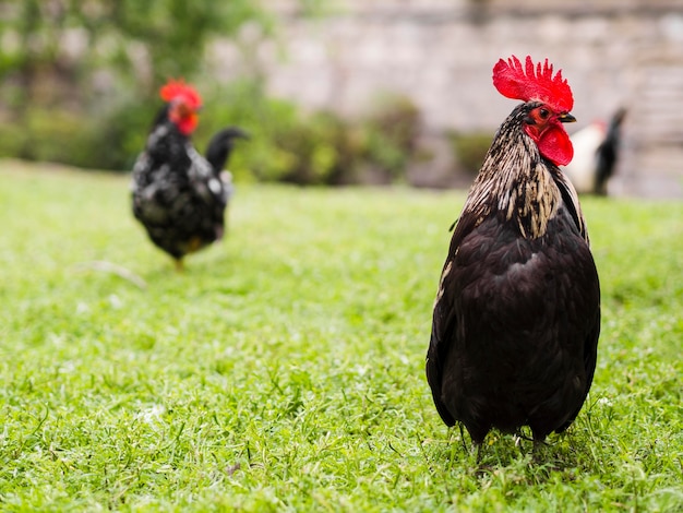 Pollos sanos caminando al aire libre