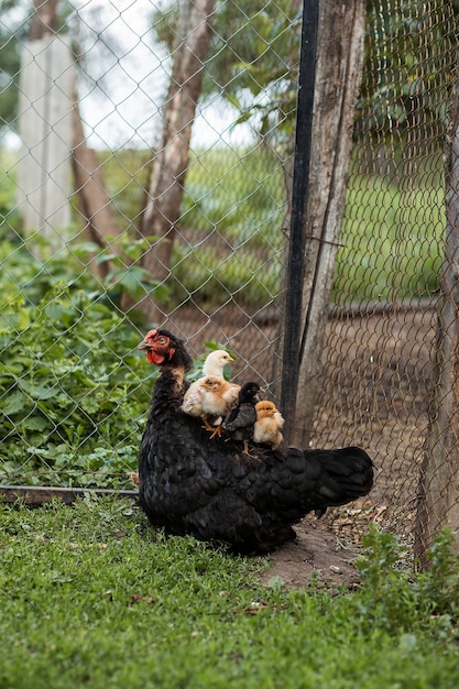 Los pollos se sientan encima de una gallina de pollo Agricultura avicultura