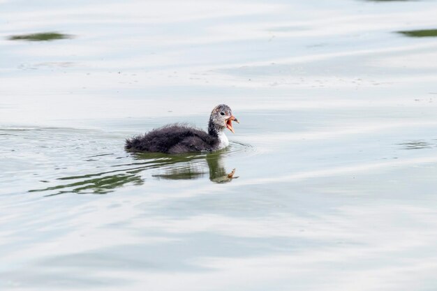 Polluelo de focha euroasiática Fulica atra nadando