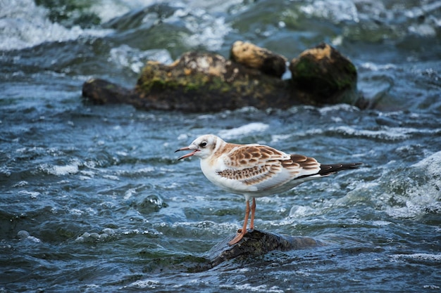 El polluelo de la gaviota se coloca en el agua del río de la corriente tempestuosa del medio de la piedra