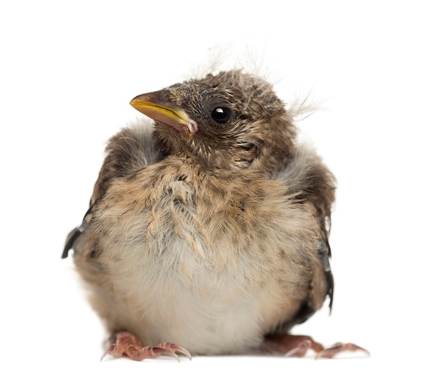 Polluelo de jilguero europeo, Carduelis carduelis, contra la superficie blanca