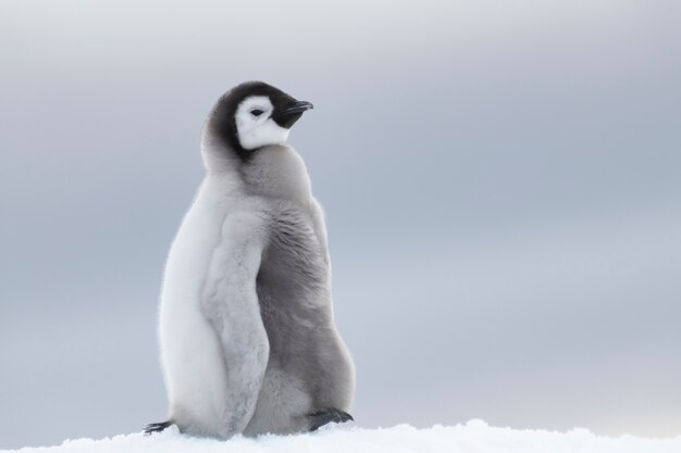 Polluelo de pingüino emperador de cerca, en Snow Hill en la Antártida2018