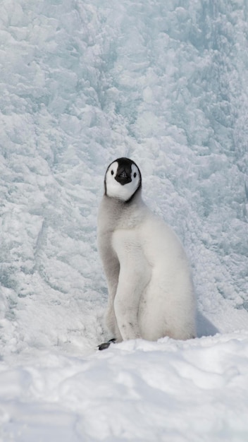 Polluelo de pingüino emperador en la nieve en la Antártida