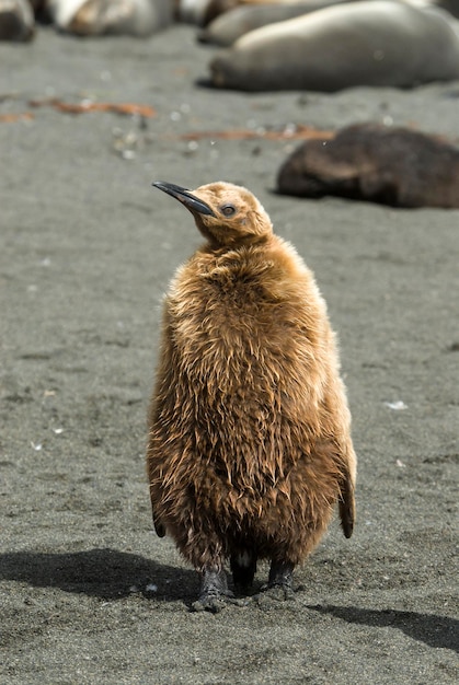 Foto polluelo de pingüino rey esponjoso