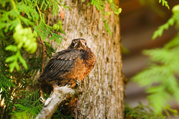 Un polluelo de tordo está sentado en la rama de un árbol El pájaro es un mirlo pequeño sentado en el árbol