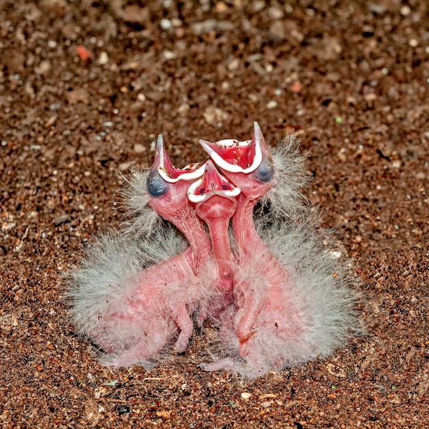 Foto polluelos de abubilla común en el nido pidiendo comida