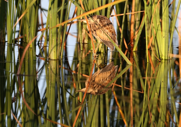 Los polluelos de avetoro común (Ixobrychus minutus) se sientan en tallos de juncos a la suave luz de la mañana.