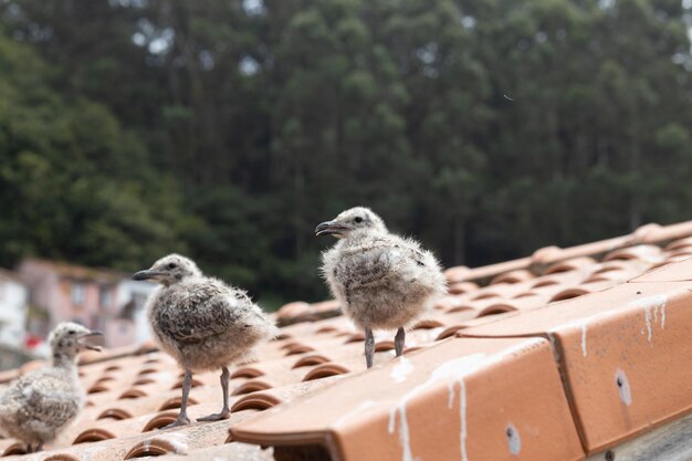 Foto polluelos de gaviota