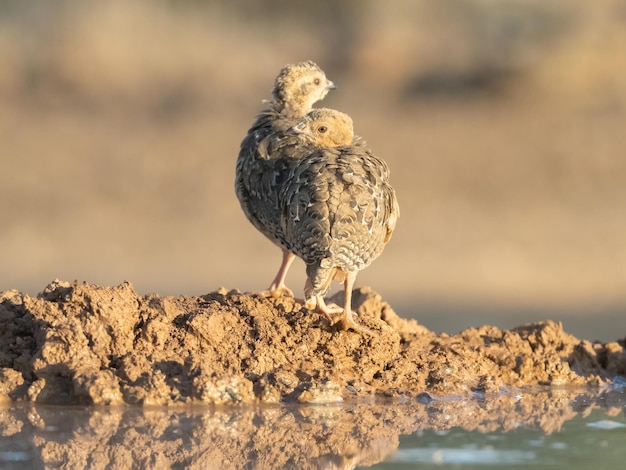 Los polluelos de perdiz roja Alectoris rufa van a beber agua durante el amanecer