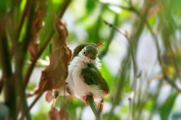 Polluelos de sastre comunes sentados en un árbol esperando comida