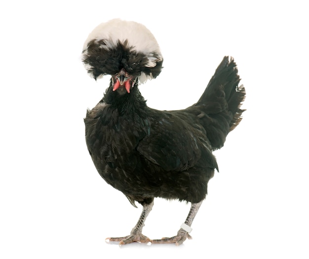 Polnisches Huhn