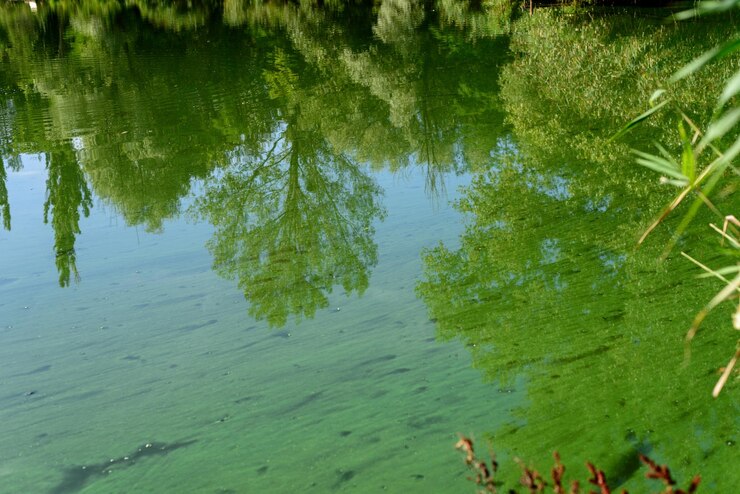 Foto poluição da água pelo florescimento de algas verdes azuis na superfície da água