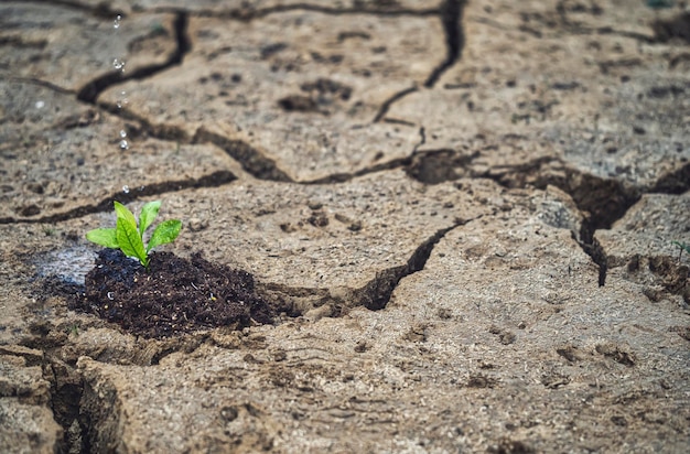 Poluição da conservação das mudanças climáticas