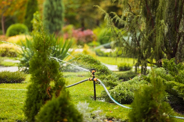 Foto polvilhe em um gramado verde