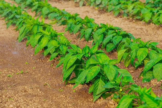 Polvilhe os pimentões com água na estufa. Cultivo de pimentão doce no início da primavera. Foco suave